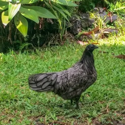Blue Sumatra Chicks for Sale