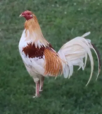 Buy Red Pyle Standard Old English Chicks