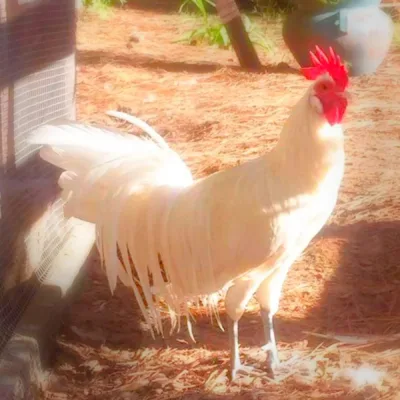 Buy White Phoenix Chicks