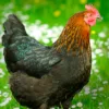 French Black Copper Marans Chicks for Sale